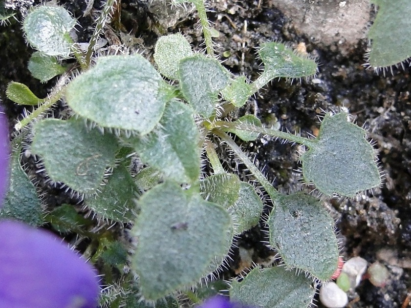 Campanula morettiana / Campanula di Moretti